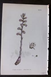 Sowerby 1869 Hand Col Botanical Print. Bluish Broom Rape 1017