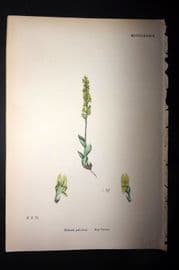 Sowerby 1869 Hand Col Botanical Print. Bog Orchis 1489 Orchid