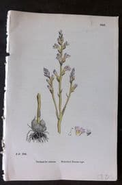 Sowerby 1869 Hand Col Botanical Print. Branched Broom Rape 1007