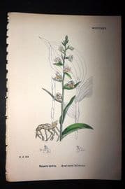 Sowerby 1869 Hand Col Botanical Print. Broad Leaved Helleborine 1480