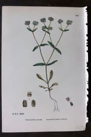 Sowerby 1869 Hand Col Botanical Print. Carinated Lamb's Lettuce 670