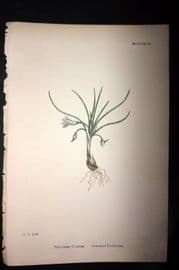 Sowerby 1869 Hand Col Botanical Print. Columna's Trichonema 1492