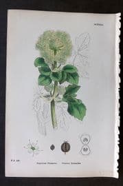 Sowerby 1869 Hand Col Botanical Print. Common Alexanders 631