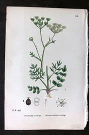 Sowerby 1869 Hand Col Botanical Print. Common Burnet Saxifrage 585