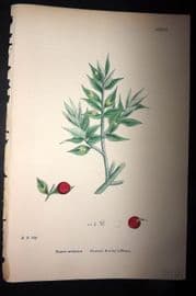 Sowerby 1869 Hand Col Botanical Print. Common Butcher's Broom 1516