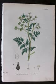 Sowerby 1869 Hand Col Botanical Print. Common Chervil 622