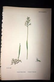 Sowerby 1869 Hand Col Botanical Print. Common Coral-Root 1487