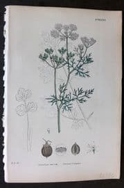 Sowerby 1869 Hand Col Botanical Print. Common Coriander 632