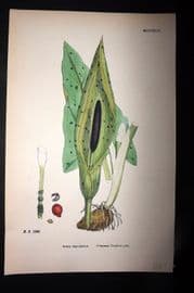 Sowerby 1869 Hand Col Botanical Print. Common Cuckoo Pint 1392