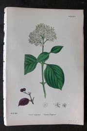 Sowerby 1869 Hand Col Botanical Print. Common Dogwood 635