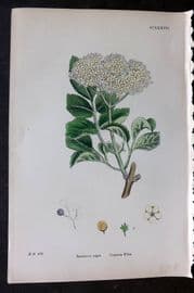 Sowerby 1869 Hand Col Botanical Print. Common Elder 637