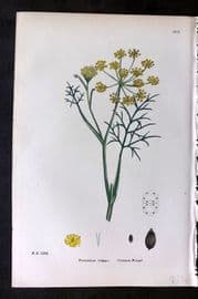 Sowerby 1869 Hand Col Botanical Print. Common Fennel 601