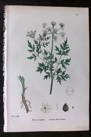 Sowerby 1869 Hand Col Botanical Print. Common Fool's Parsley 600