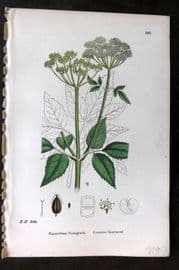 Sowerby 1869 Hand Col Botanical Print. Common Goutweed 580