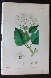 Sowerby 1869 Hand Col Botanical Print. Common Guelder-Rose 639