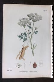 Sowerby 1869 Hand Col Botanical Print. Common Hemlock 629