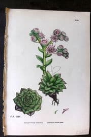 Sowerby 1869 Hand Col Botanical Print. Common Houseleek 538