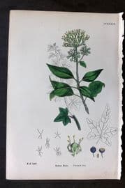 Sowerby 1869 Hand Col Botanical Print. Common Ivy 633