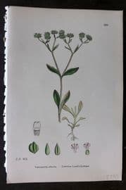 Sowerby 1869 Hand Col Botanical Print. Common Lamb's Lettuce 669