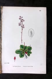 Sowerby 1869 Hand Col Botanical Print. Common London Pride 547