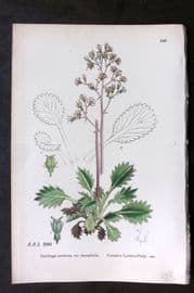 Sowerby 1869 Hand Col Botanical Print. Common London Pride 548