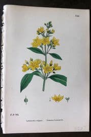 Sowerby 1869 Hand Col Botanical Print. Common Loosestrife 1141