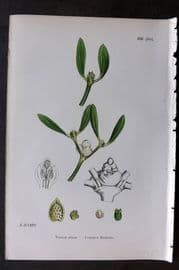 Sowerby 1869 Hand Col Botanical Print. Common Mistletoe 635*