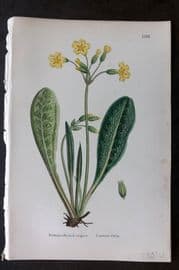 Sowerby 1869 Hand Col Botanical Print. Common Oxlip 1132