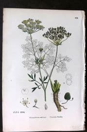 Sowerby 1869 Hand Col Botanical Print. Common Parsley 576