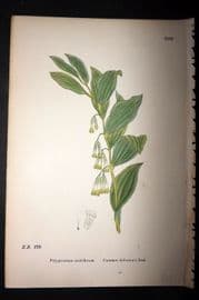Sowerby 1869 Hand Col Botanical Print. Common Solomon's Seal 1513