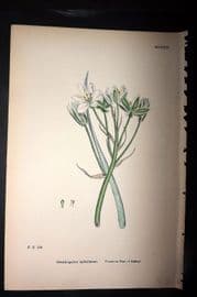 Sowerby 1869 Hand Col Botanical Print. Common Star of Bethlehem 1524