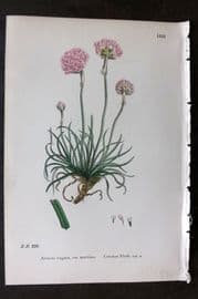 Sowerby 1869 Hand Col Botanical Print. Common Thrift 1152
