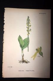Sowerby 1869 Hand Col Botanical Print. Common Tway-Blade 1477