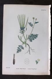 Sowerby 1869 Hand Col Botanical Print. Common Venus'-Comb 627