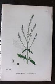 Sowerby 1869 Hand Col Botanical Print. Common Vervain 1018