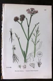 Sowerby 1869 Hand Col Botanical Print. Common Water Dropwort 593