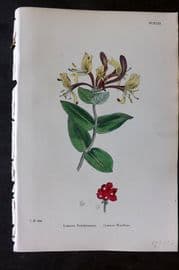Sowerby 1869 Hand Col Botanical Print. Common Woodbine 642