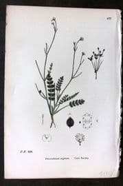 Sowerby 1869 Hand Col Botanical Print. Corn Parsley 577