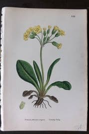 Sowerby 1869 Hand Col Botanical Print. Cowslip Oxlip 1133