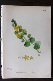 Sowerby 1869 Hand Col Botanical Print. Creeping Jenny 1144