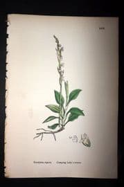 Sowerby 1869 Hand Col Botanical Print. Creeping Lady's Tresses 1475