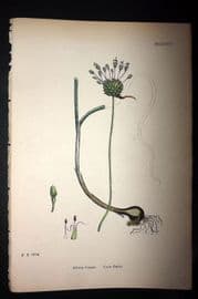 Sowerby 1869 Hand Col Botanical Print. Crow Garlic 1534