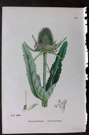 Sowerby 1869 Hand Col Botanical Print. Cultivated Teasel 675