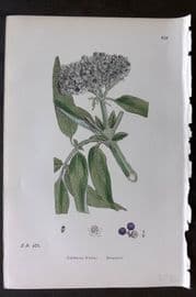 Sowerby 1869 Hand Col Botanical Print. Danewort 638