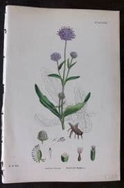 Sowerby 1869 Hand Col Botanical Print. Devil's Bit Scabious 677