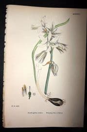 Sowerby 1869 Hand Col Botanical Print. Drooping Star of Bethlehem 1523