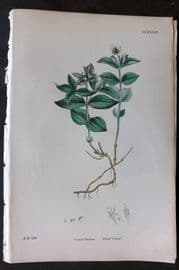 Sowerby 1869 Hand Col Botanical Print. Dwarf Cornel 634
