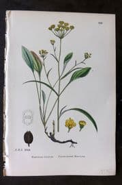 Sowerby 1869 Hand Col Botanical Print. Falcate-Leaved Hare's Ear 592