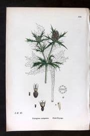 Sowerby 1869 Hand Col Botanical Print. Field Eryngo 570