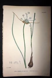 Sowerby 1869 Hand Col Botanical Print. Field Garlic 1535